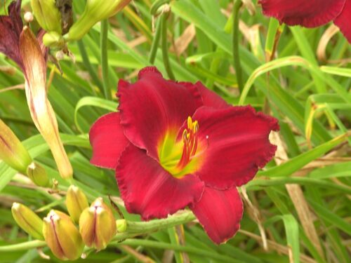 Daylily Indy Rhapsody