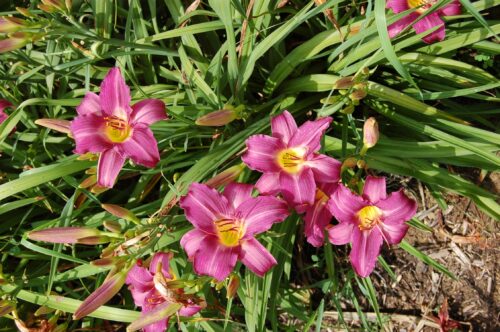 Wine Merchant Daylily Clump