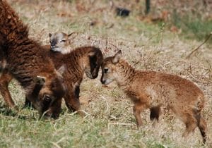 Playful lambs