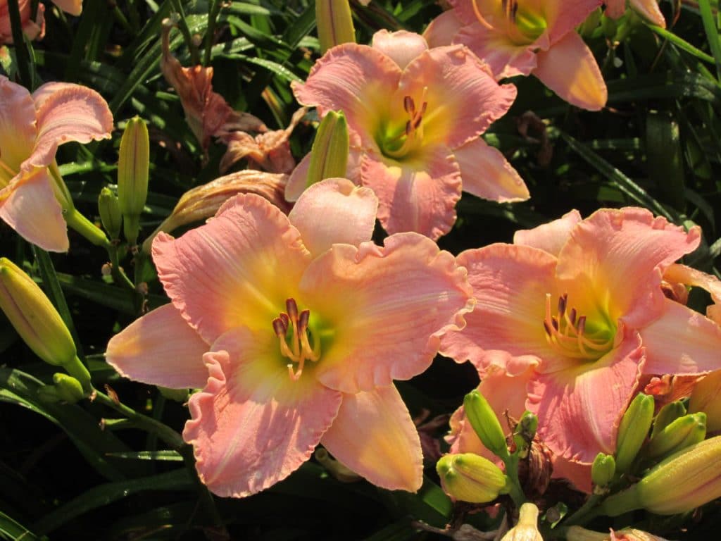 Daylilies saying good morning