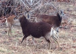 female soay sheep