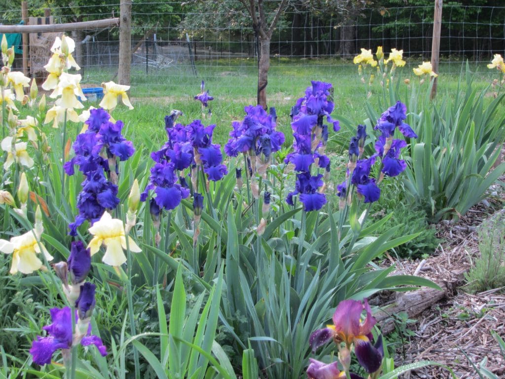 Deep Blue Iris