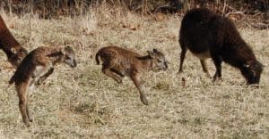 Lambs Gotta Frolic