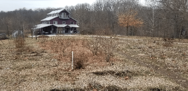 Blueberry Patch