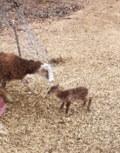 mama sheep and baby