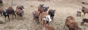 soay sheep