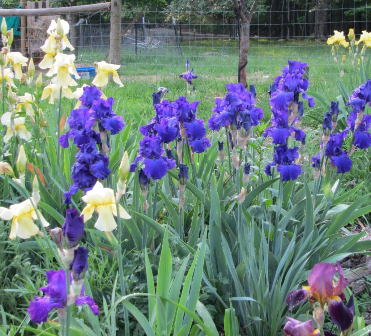 Discovering Daylily Farm Near Me – A Serene Oasis for Nature Lovers