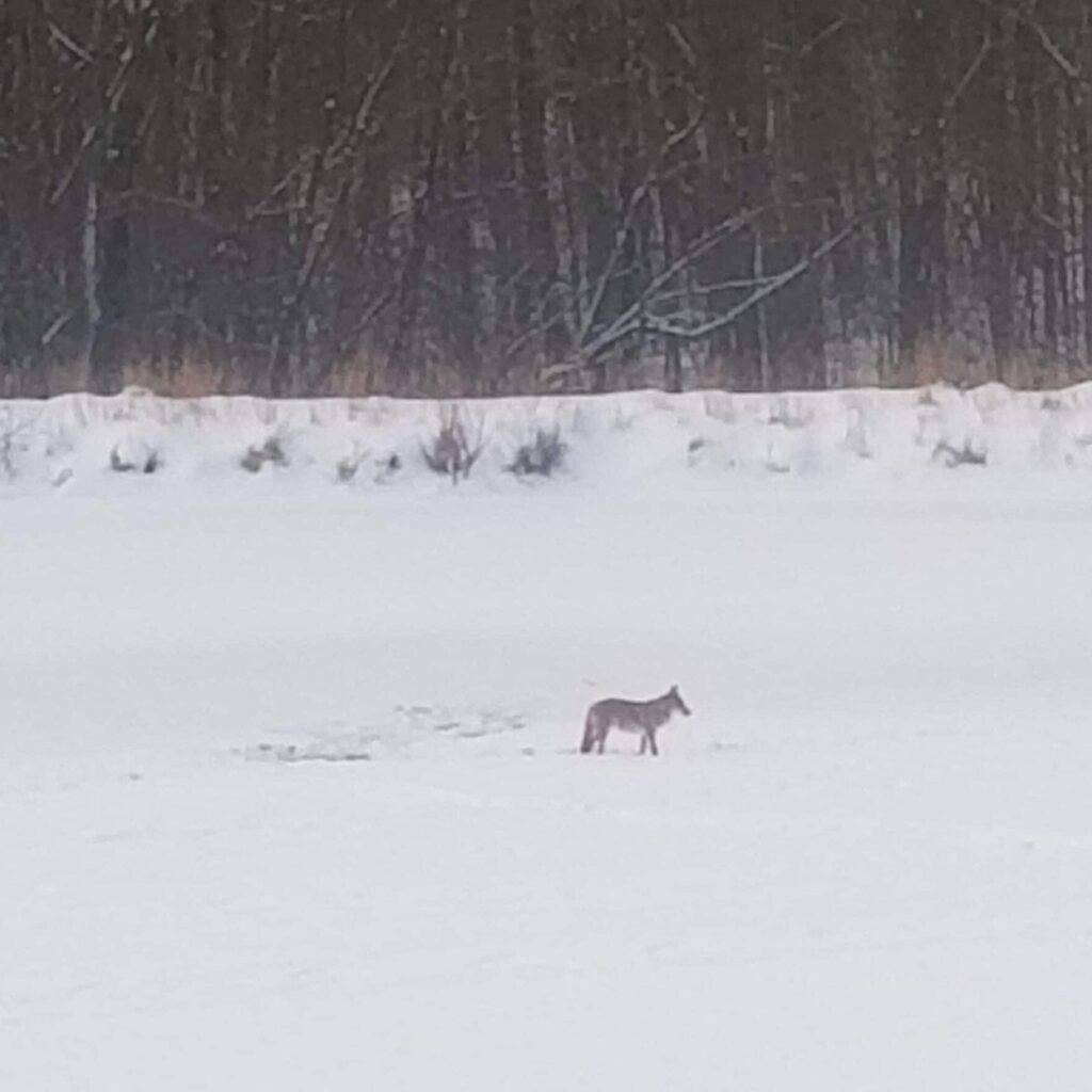 Coyote on Lake